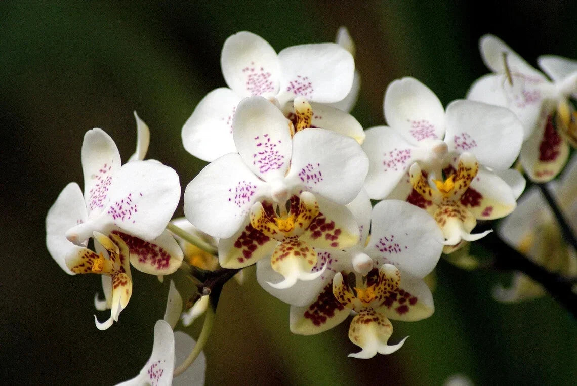 Phalaenopsis Orchid Plant - 1.7" Small Tropical Flowering Houseplant - Phalaenopsis Stuartiana - Compact Indoor Decor Plant