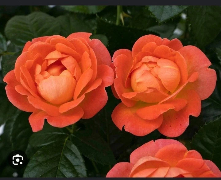 Coral Knock Out Rose Starter Plant - 2.5 Inch Pot - Rosa 'Knock Out Coral' - Vibrant Blooms for Gardens and Containers