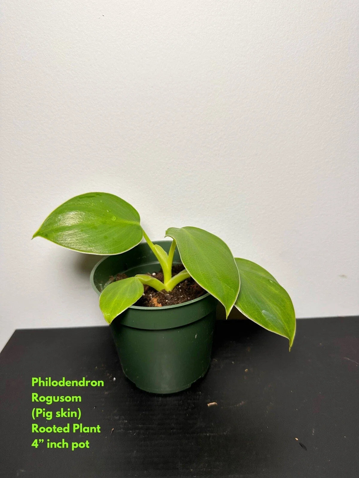 Philodendron Rogusom Rooted Top Cutting - Pig Skin Variety - Tropical Houseplant - Philodendron Rogusom