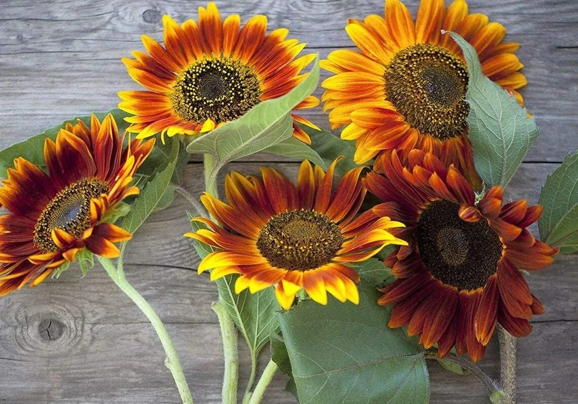 Autumn Beauty Sunflower Seeds - 50 Count - Vibrant Gold, Orange, Burgundy - Helianthus annuus - Fall Garden Flowers