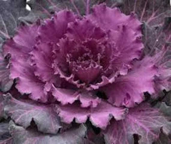 Ornamental Cabbage Seeds - 40 Count - Osaka Red - Brassica oleracea - Vibrant Red and Purple Foliage for Fall Gardens