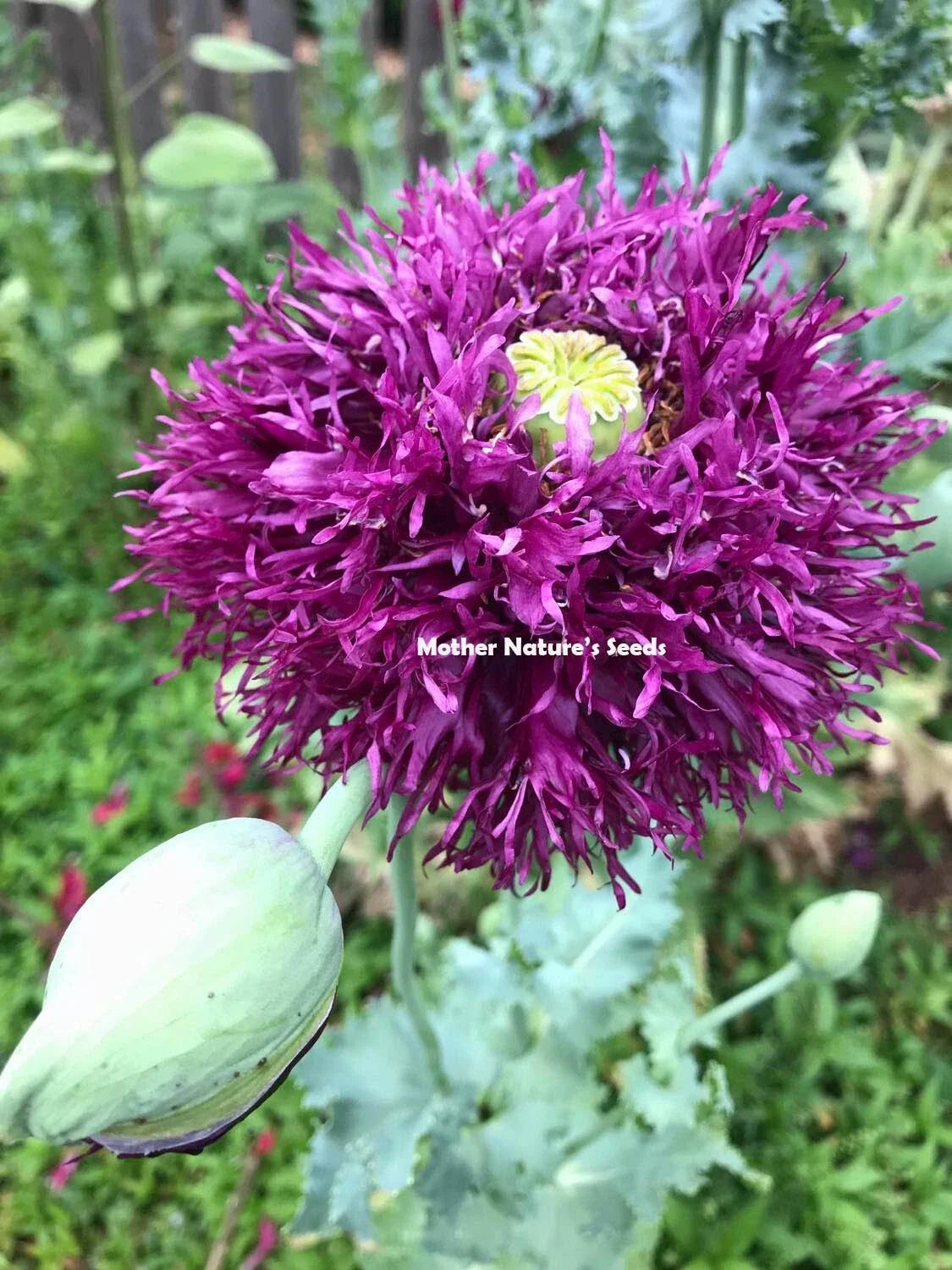 Poppy Seeds - 2000 Non-GMO DOUBLE BLOOMS Mix, Peony Flowers, Papaver somniferum - Vibrant Garden & Floral Arrangements