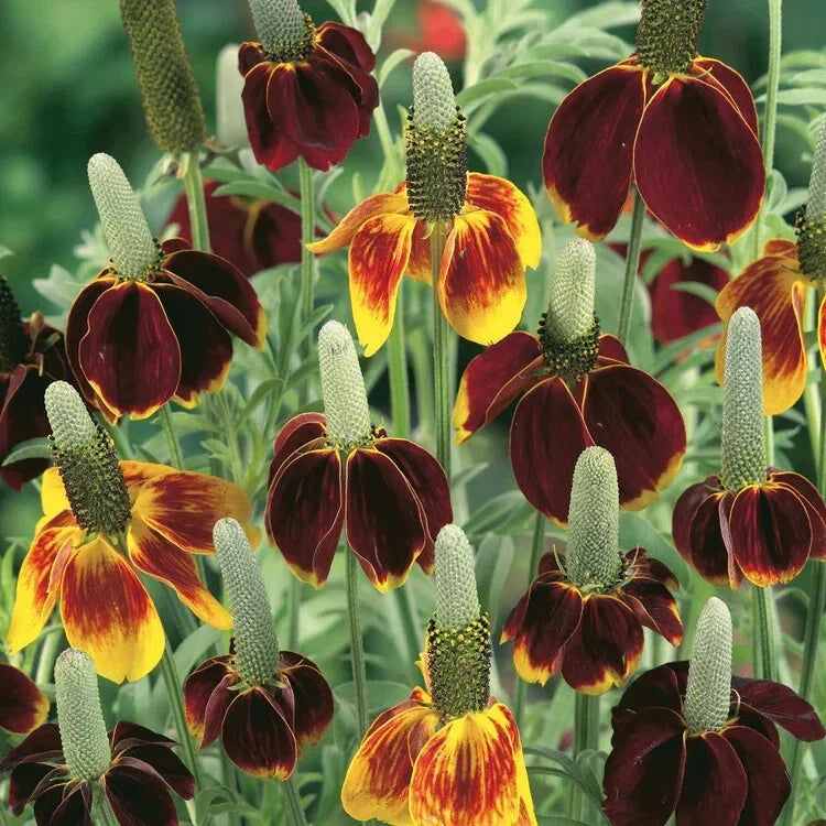 200 Organic Mexican Hat Seeds - Ratibida columnifera - USA Grown Wildflower - Yellow and Red Flower - Free Shipping