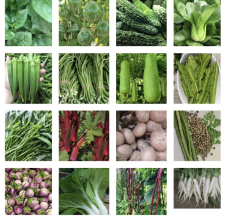 Asian Vegetable Seeds Variety Pack - 24 Packets for Home Garden - Non-GMO, Includes Bok Choy & Chinese Cabbage