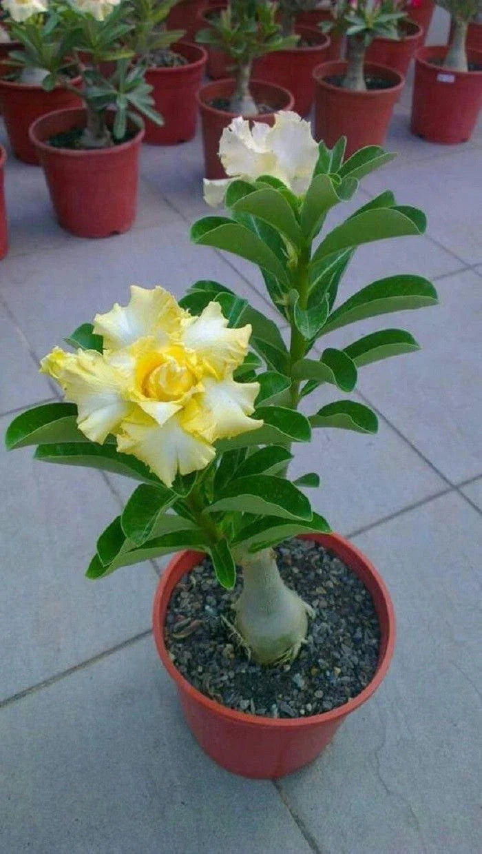 Rare Yellow White Desert Rose Seeds - Adenium obesum - 4 Perennial Flower Seeds for Garden and Indoor Displays