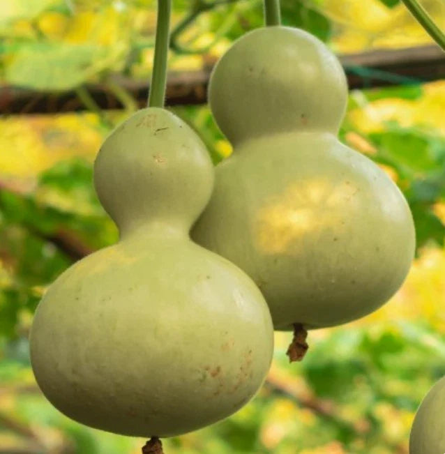 Heirloom Gourd Birdhouse Seeds - 15 Non-GMO Decorative Gourds - Lagenaria siceraria for Bird Lovers - USA Grown