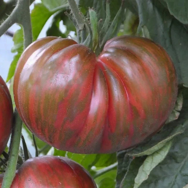 Pink Berkeley Tie-Dye Seeds - 25 Count Heirloom Tomato Seeds (Solanum lycopersicum) - Colorful Variety for Gardens