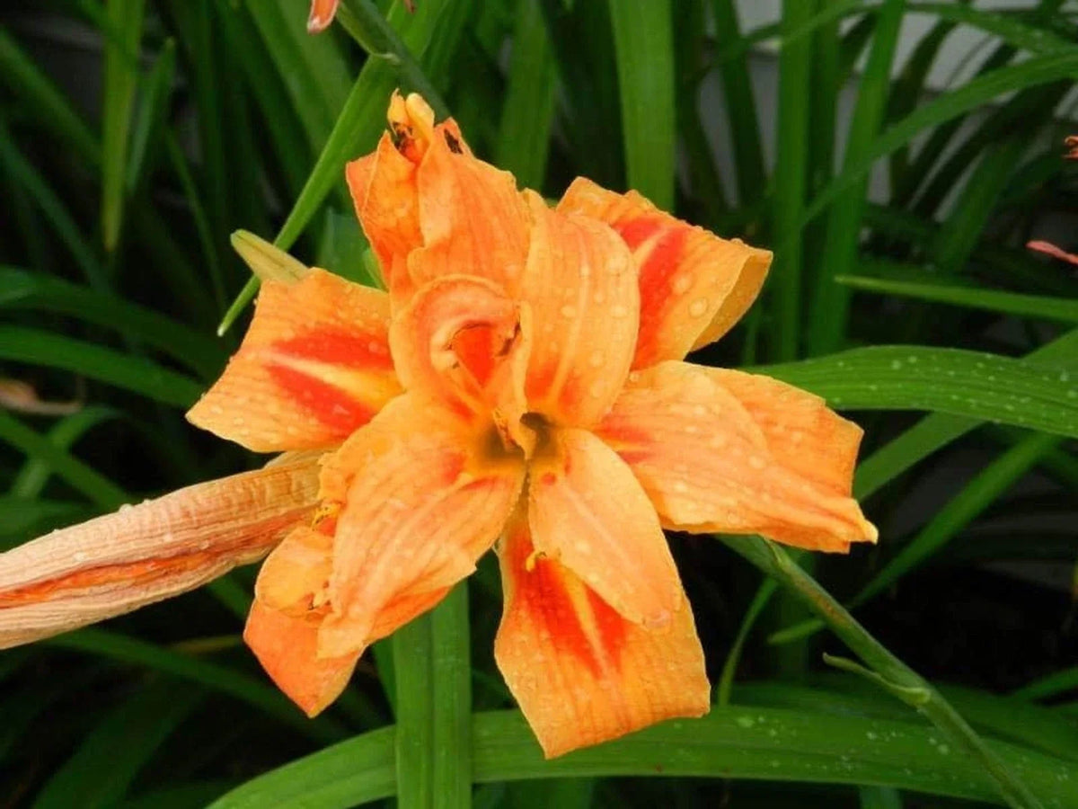 Double Kwanso Day Lily Lot of 2 | Perennial Live Flower Starter Plants | Hemerocallis fulva 'Kwanso' | Orange Blooms