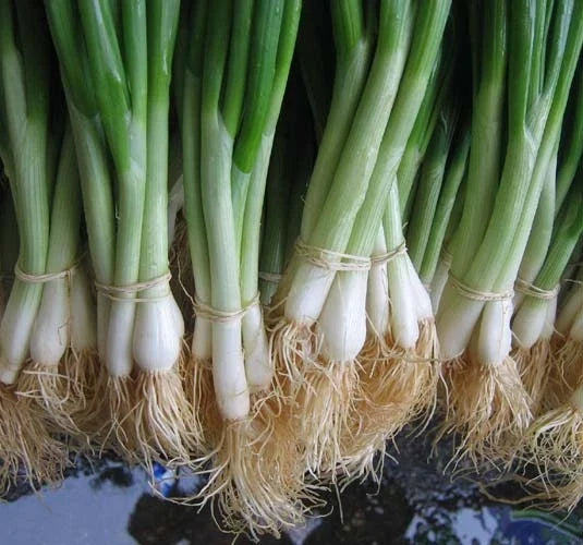 Tokyo White Bunching Onion Seeds - 100 Count Packet - Mild, Crisp Flavor - Allium fistulosum for Home Gardening