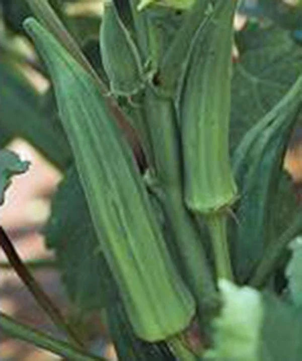 Emerald Okra Seeds, 100 Count, Heirloom Non-GMO, Abelmoschus esculentus, Perfect for Garden Planting