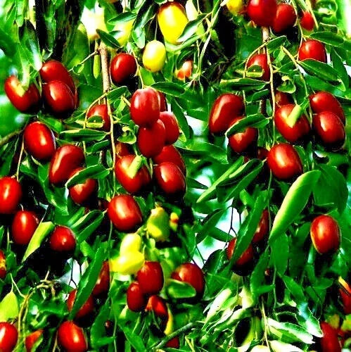 Jujube Fruit Tree Seeds - 10 Pack Red Chinese Date, Ziziphus jujuba, Fast Growing, Hardy Superfruit for Home Gardens