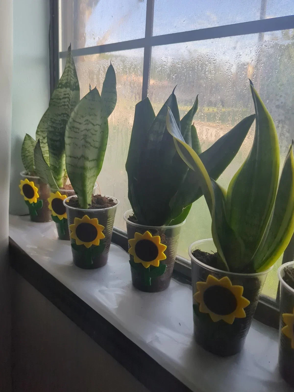 Rooted Snake Plant Cutting - Mother-In-Law Tongue - Sansevieria trifasciata - Air Purifying Indoor Live Plant