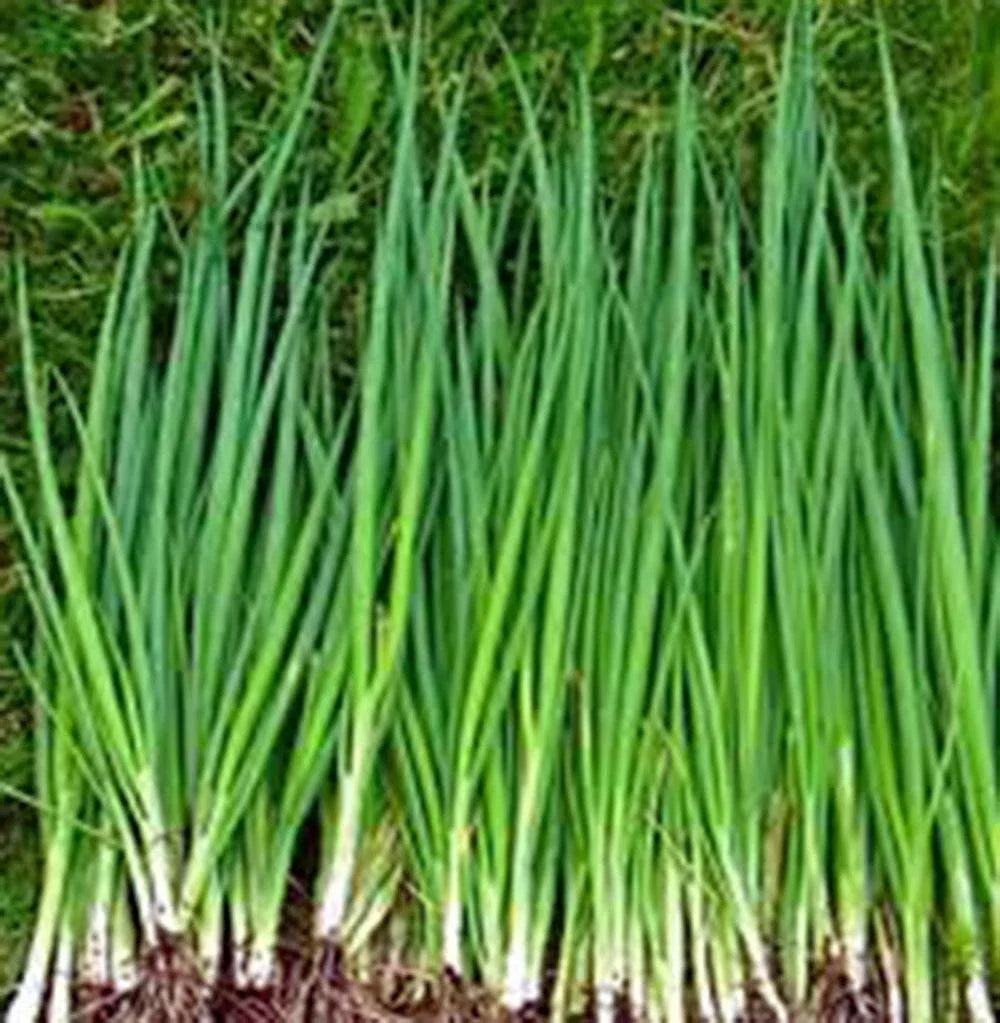 Onion Seeds, 500+ Heirloom Tokyo Long White, Non-GMO, Allium fistulosum for Salads