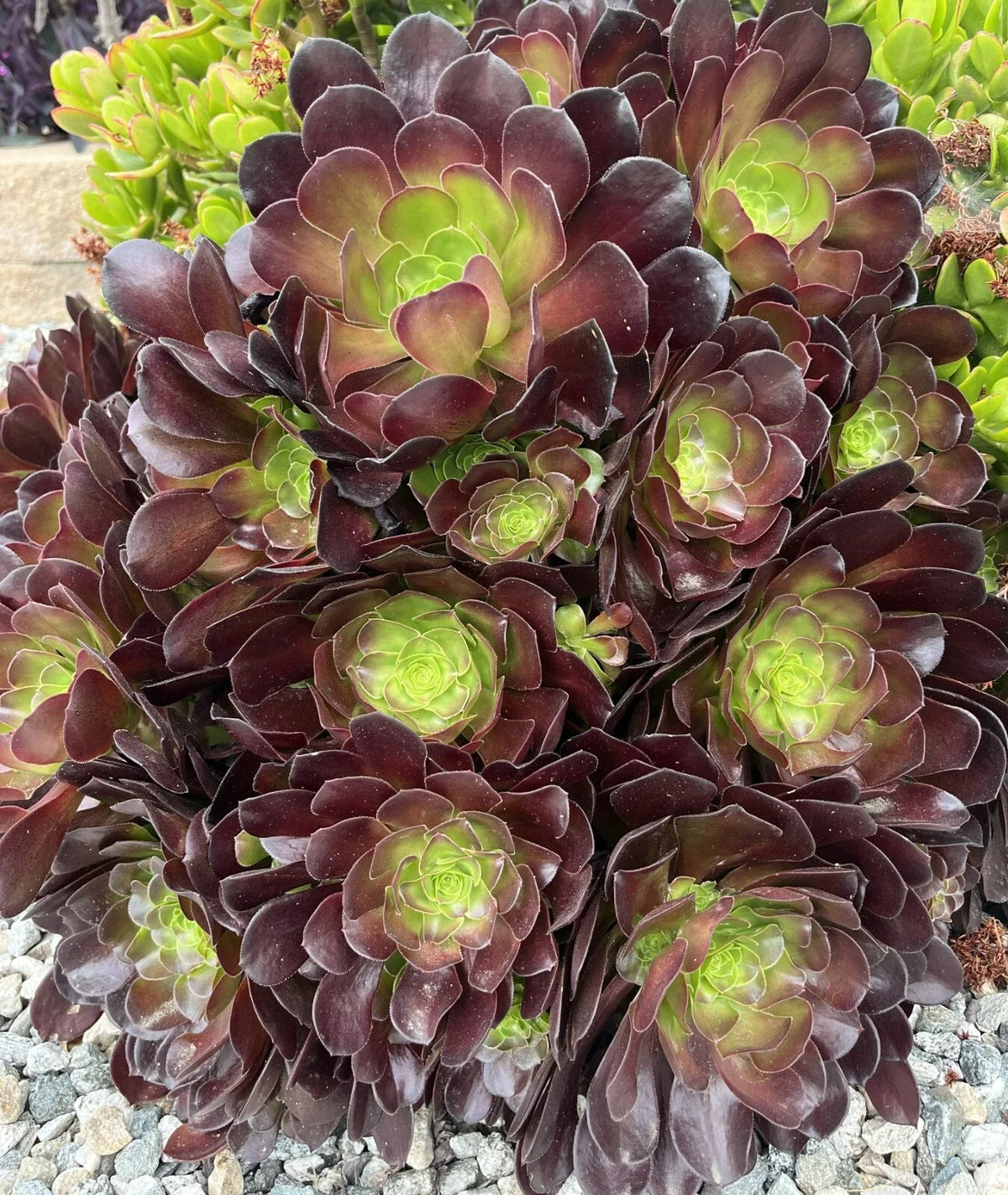 5 Cuttings Black Rose Aeonium 'Zwartkop' Succulent - Dark Purple Foliage, Easy to Propagate, Ideal for Plant Lovers