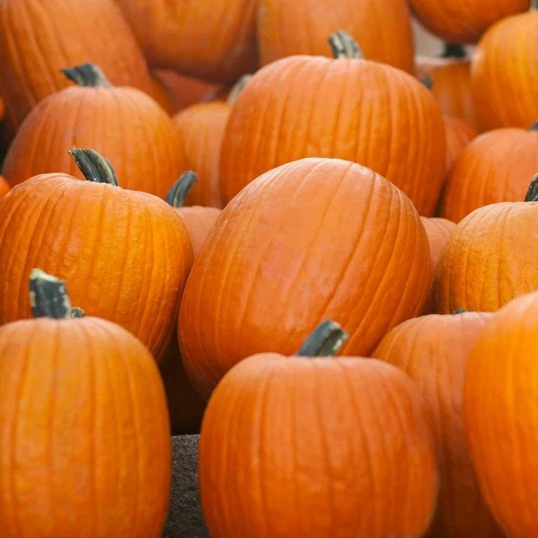 Jack O' Lantern Pumpkin Seeds | Heirloom Non-GMO | Cucurbita pepo | Ideal for Carving & Cooking