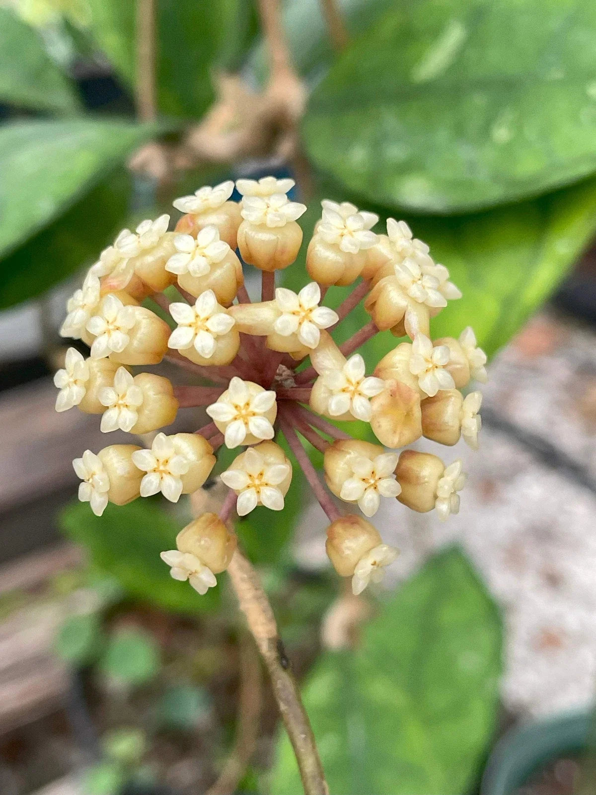 Hoya Finlaysonii Plant in 3.5" Pot - Tropical Houseplant with Waxy Leaves and Fragrant Flowers - Hoya finlaysonii