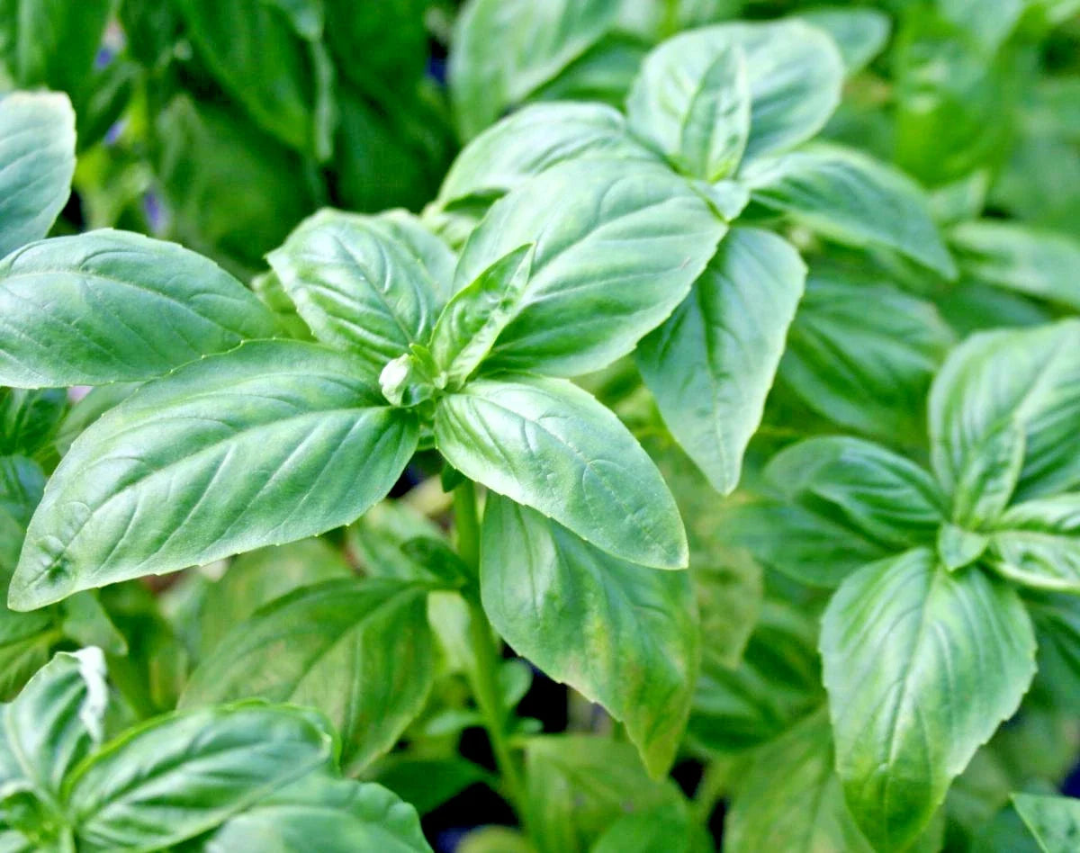 Genovese Basil Seeds - Organic Culinary Herb - Ideal for Patio & Container Gardens - Ocimum basilicum - 401+ Seeds