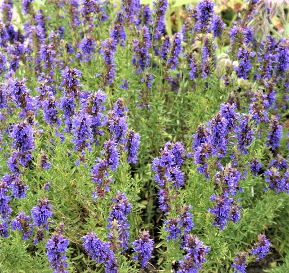Hyssop Seeds - Non-GMO - 100+ Seeds - Aromatic Herb - Hyssopus officinalis - Ideal for Gardens and Pollinators