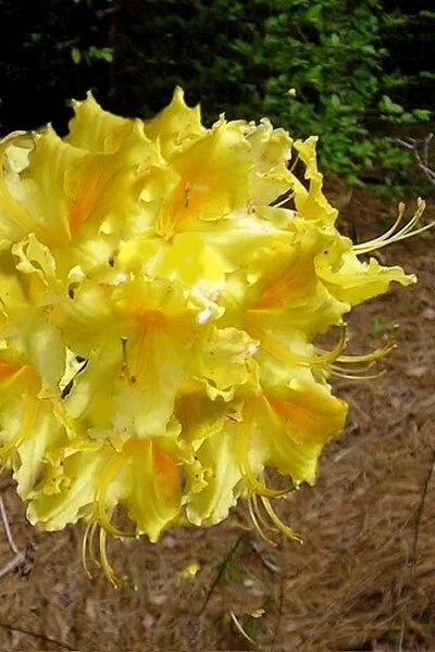 Aromi Azalea Starter Plant 4-Inch Lemonade Variety Rhododendron 'Lemonade' Deciduous Shrub for Garden or Container