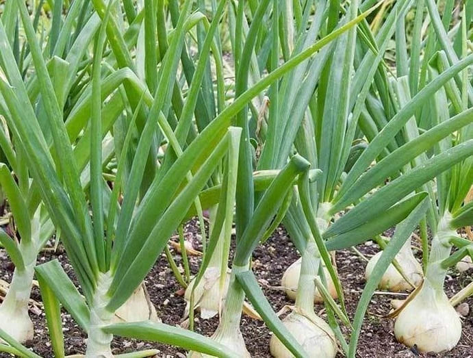 Treated Vidalia Sweet Onion Seeds, Heirloom Non-GMO, Vegetable Gardening Seeds, Allium cepa - Easy to Grow for Home Gardens