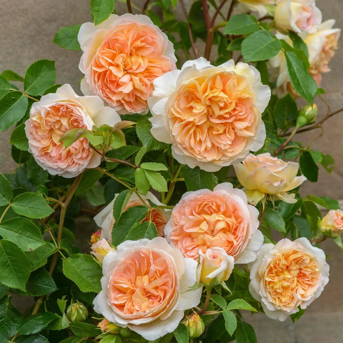 Live Rose Cuttings - 5-8" Long - Bathsheba Rose - Rosa 'Bathsheba' - Unrooted Fresh Cuttings for Gardening