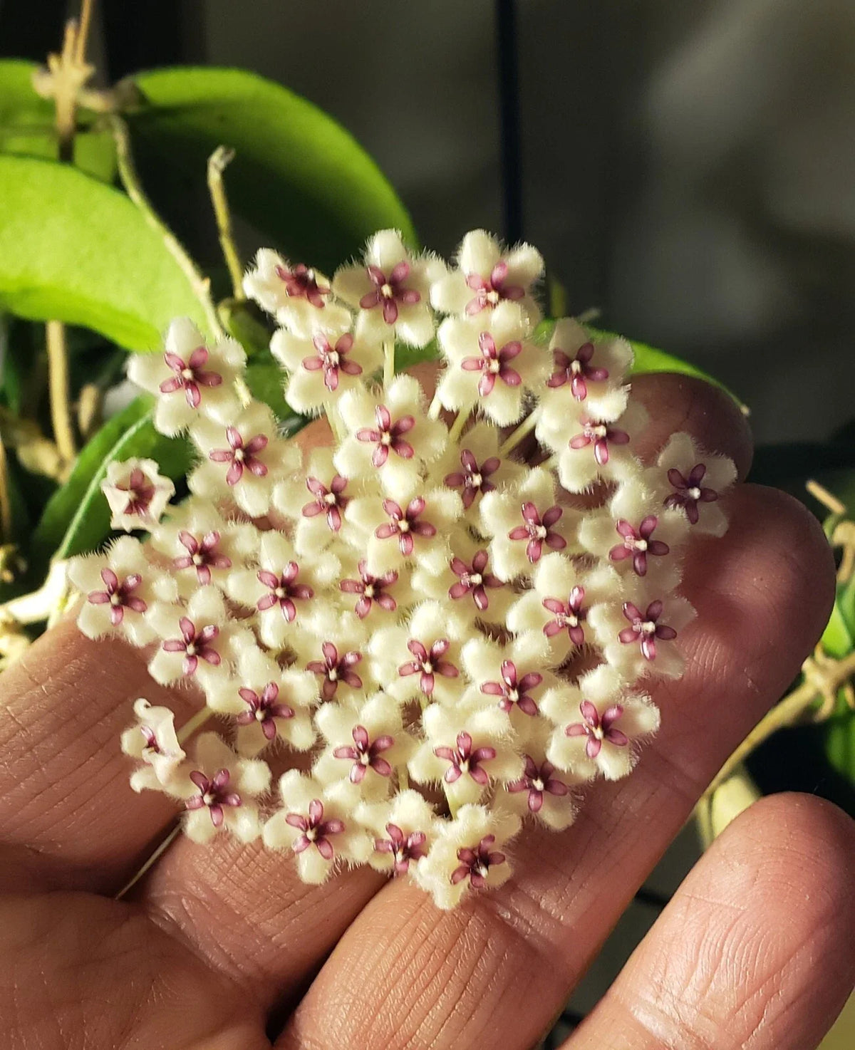 Hoya Phuwuaensis Plant - 3 1/4" Pot - Rare Wax Vine with Fragrant White Flowers - Tropical Houseplant - Hoya phuwuaensis