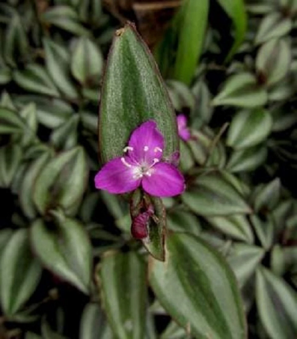 5 Potted Tradescantia Zebrina 'Evanesce' Indoor Houseplant - Pink Purple Foliage - Wandering Jew - Live Plants