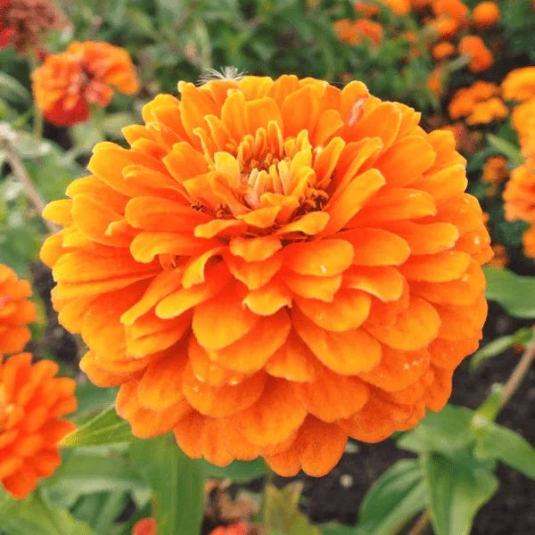 Zinnia Seeds | 50 Pack | Giant Double Orange Flowers | Heirloom Orange King | Zinnia elegans
