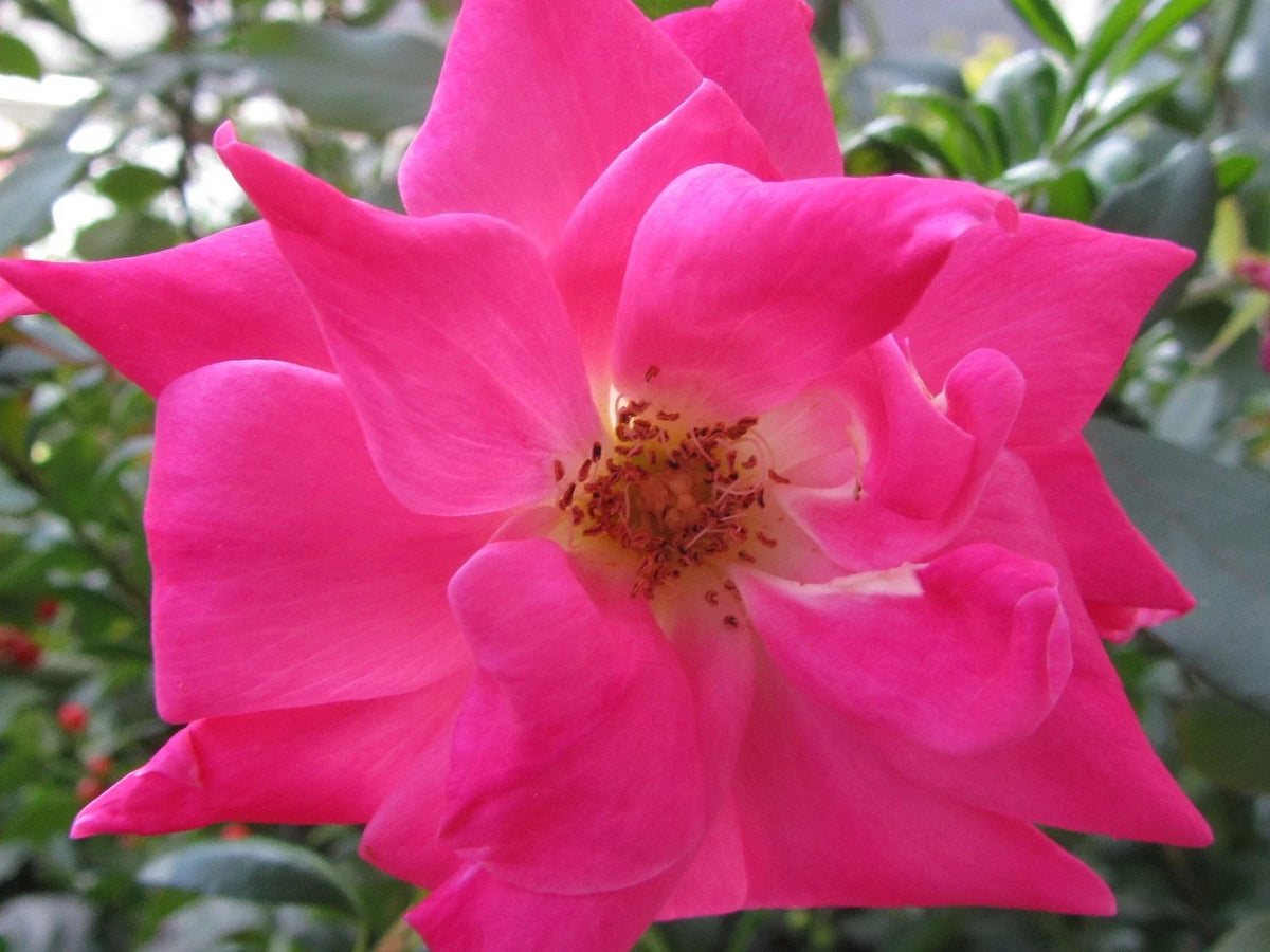 Pink Rose Cuttings - 5 Organic Ready to Root - Rosa spp. - Fragrant Blooms for Garden, Containers, and Borders