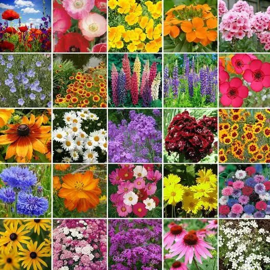 Northeast Wildflower Mix Seeds - 500 Non-GMO Perennial Species for Gardens - Native Wildflowers - Various