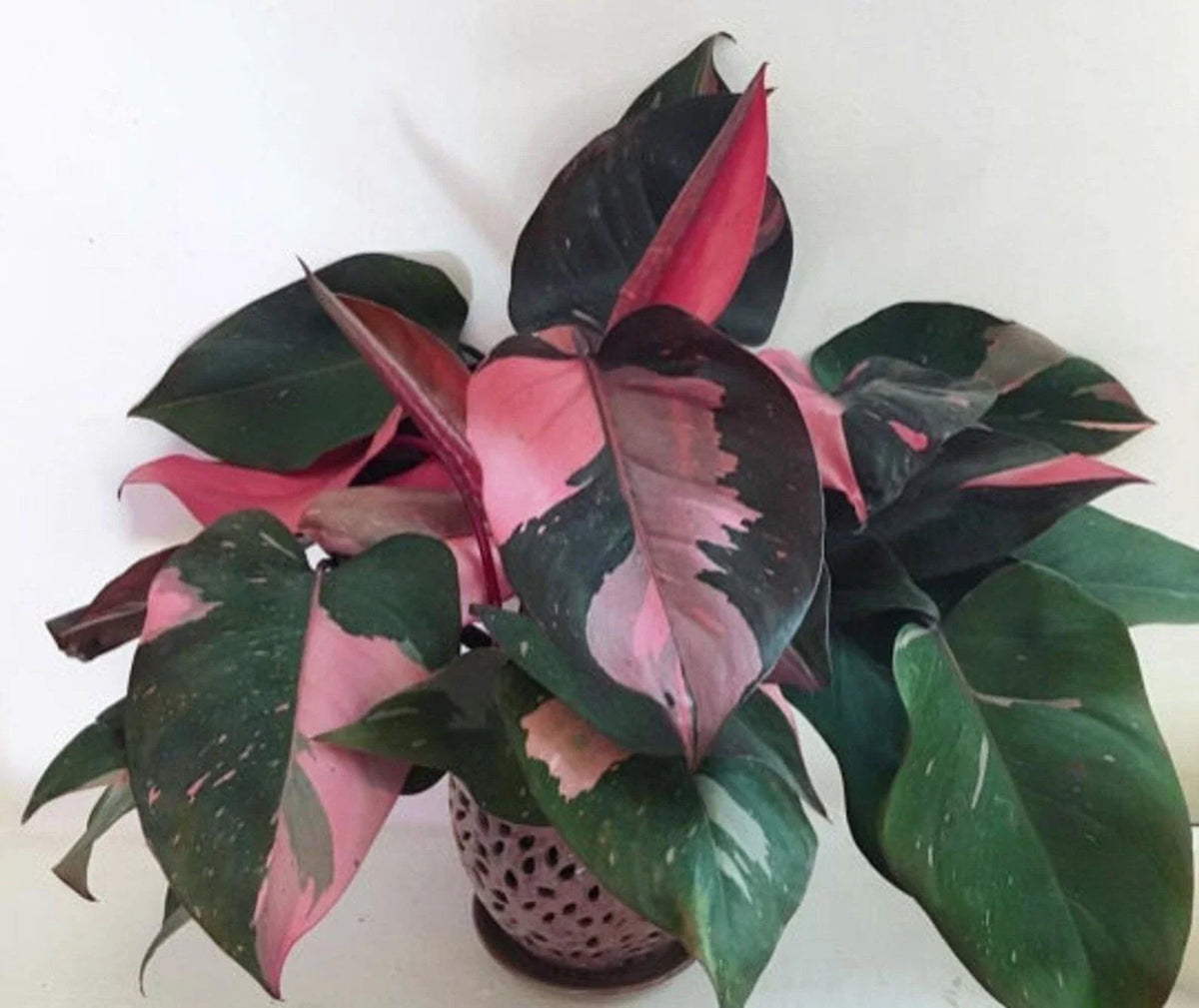 Pink Princess Philodendron Small Rooted Starter Plant - Rare Houseplant, Philodendron 'Pink Princess' - Unique Variegated Foliage