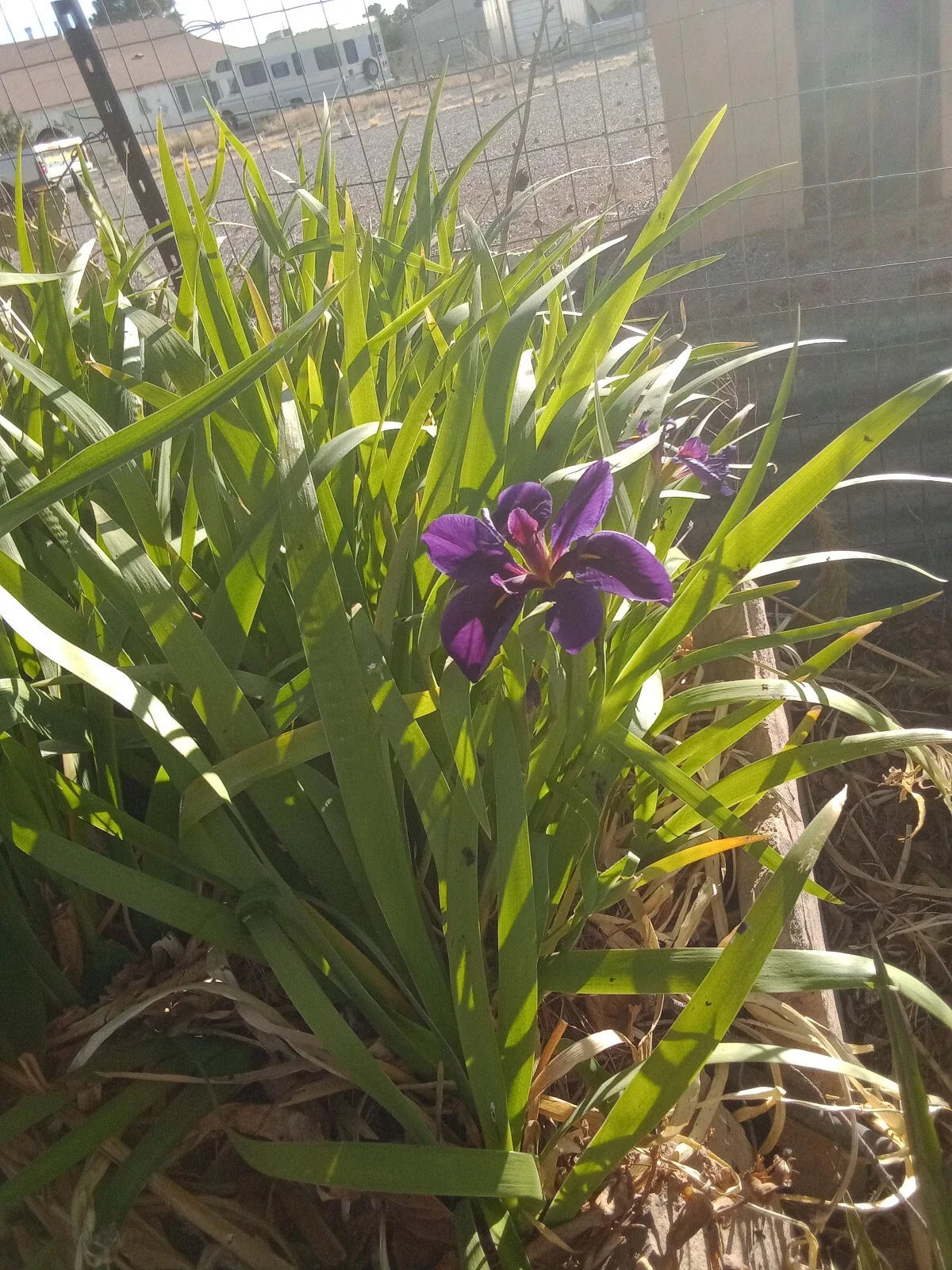 4X Live Hardy Louisiana Black Gamecock Iris Plants - Dark Purple Blooms, Iris virginica, Aquatic Marginal Plant for Water Gardens