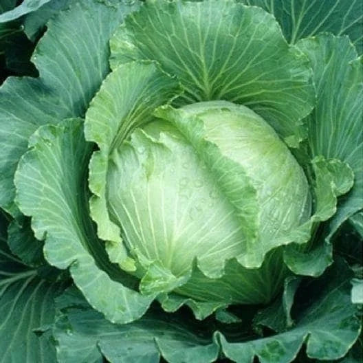 Cabbage Seeds Packet - All Seasons Variety - Non-GMO Brassica oleracea - Perfect for Spring, Summer, Fall Planting