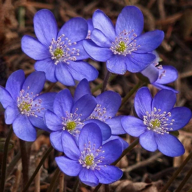 Hepatica Bare-root Plant | Anemone hepatica | Perennial Wildflower | Early Spring Bloomer | Multi-colored Flowers