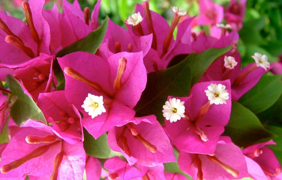 Bougainvillea Plug Plant - Pixie Pink - Bare Root - Bougainvillea glabra 'Pixie Pink' - Well Rooted Starter Plant
