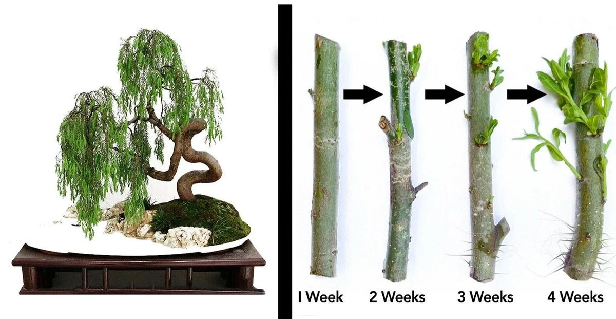 Weeping Willow Bonsai Cuttings - 2 Thick Trunk Starts - Salix babylonica - Dwarf Variety for Indoor Gardening & Decor