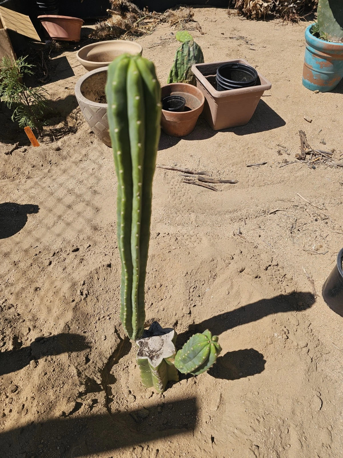 Green Columnar Cactus 8" Live Branch - Euphorbia ingens, Unique Indoor Succulent Plant for Home Decor and Gardening