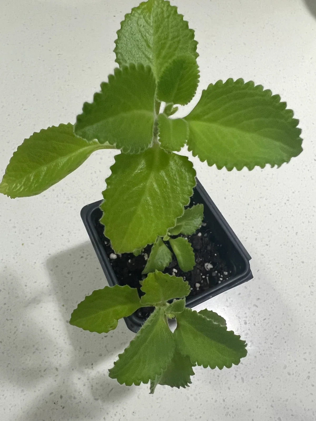 Cuban Oregano Plants - 5 to 7 Inches - Mexican Mint, Spanish Thyme - Well Rooted - Plectranthus amboinicus - 2 Pack