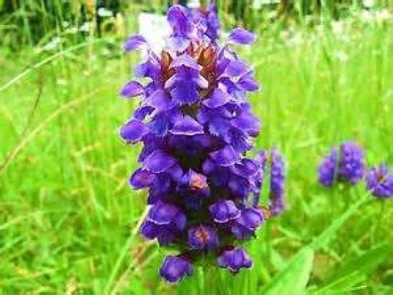Heal All Seeds - 50 Pack - Prunella vulgaris - Medicinal Herb, Easy to Grow, Attractive Purple Flowers - Free USA Shipping