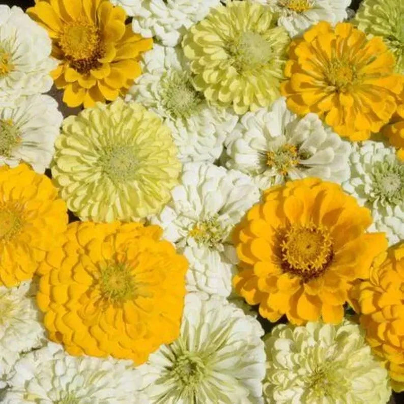 Lemon Meringue Zinnia Mix Seeds - 100 Organic Seeds - Zinnia elegans - Colorful Annual Flower Mix - USA Grown