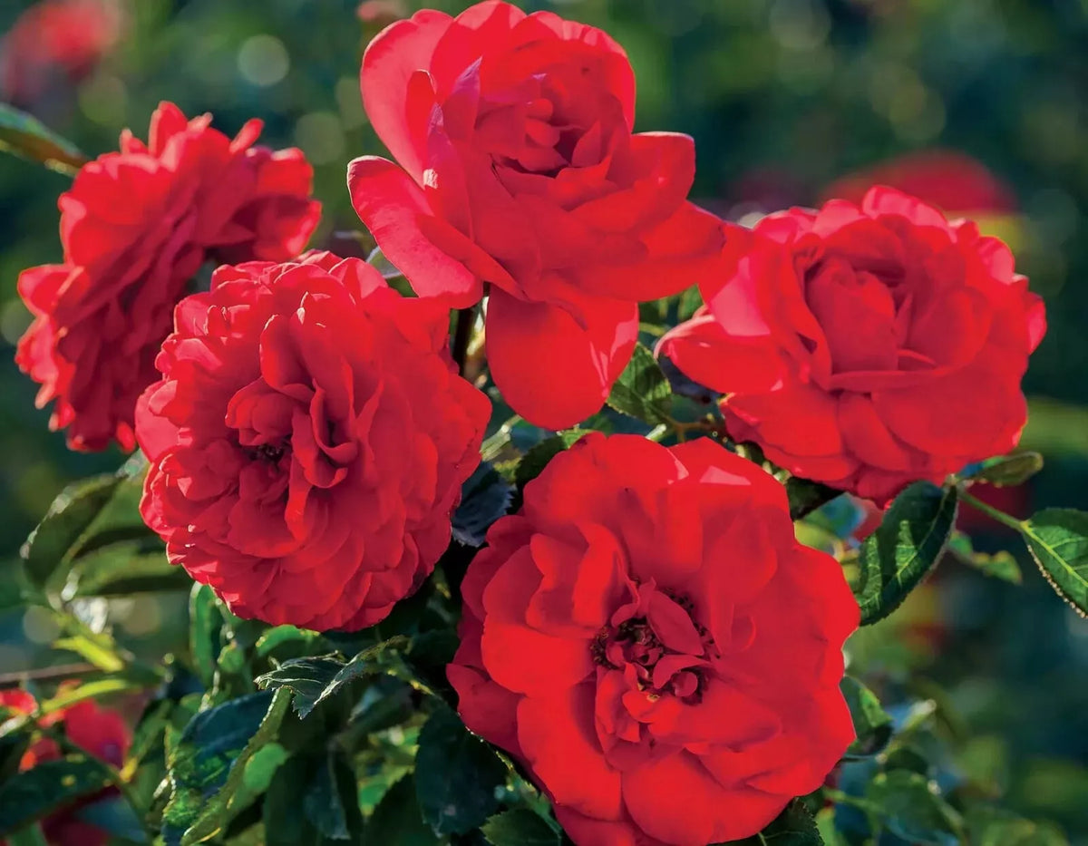 Canyon Road Rose Cuttings - 6 Healthy Everblooming Cuttings - Rosa spp. - Vibrant Garden Roses for Easy Propagation