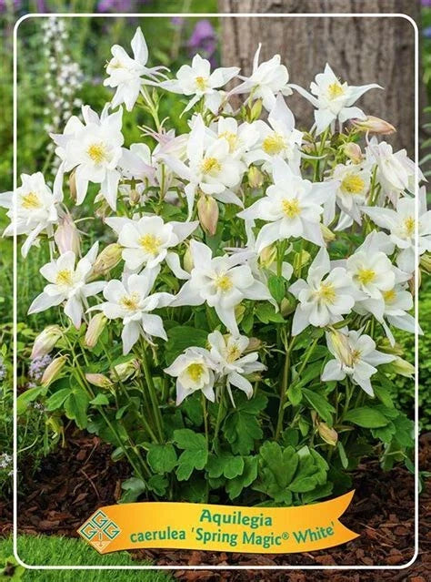 Live Bare Root Perennial Plants Set of 2 - Spring Magic White Columbine, Aquilegia vulgaris 'Spring Magic White'