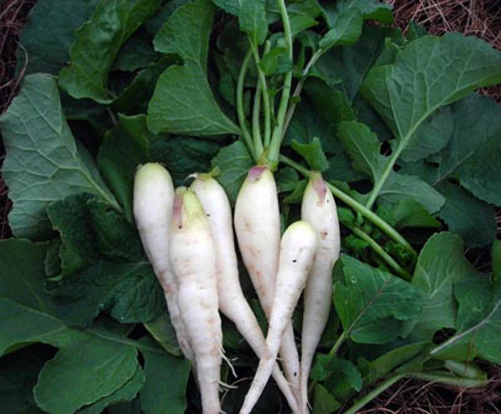 Radish Seeds 50 Count - White Lady Heirloom, Non-GMO, Raphanus sativus for Home Gardens, Fast-Growing Vegetable Seeds