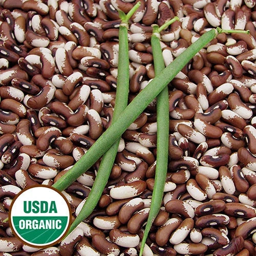 Organic Painted Pony Beans - 10 Seeds - Heirloom Bush Variety - Stringless Pods - Phaseolus vulgaris