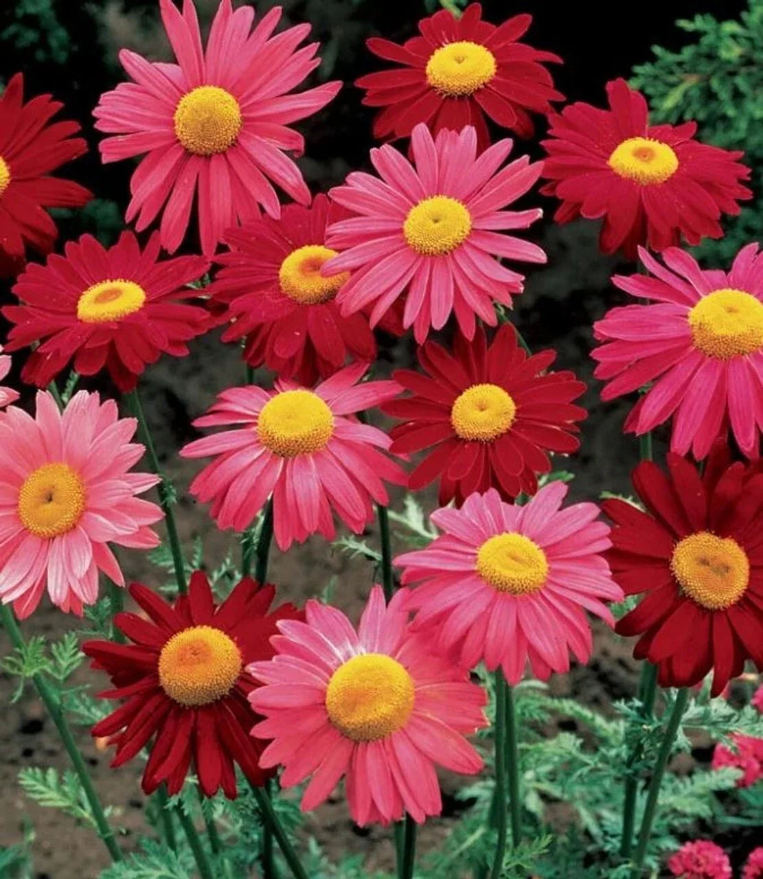Painted Daisy Seeds - 200+ Count - Colorful Garden Flowers - Leucanthemum x superbum - Non-GMO, Easy to Grow