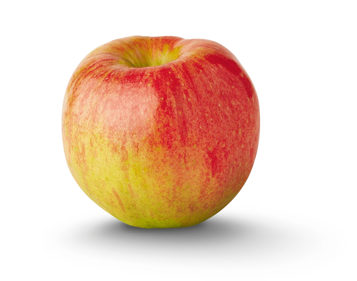Dwarf Apple Tree Cuttings - 12 Organic Grafting Scions - Malus domestica - Ideal for Home Gardens and Container Planting