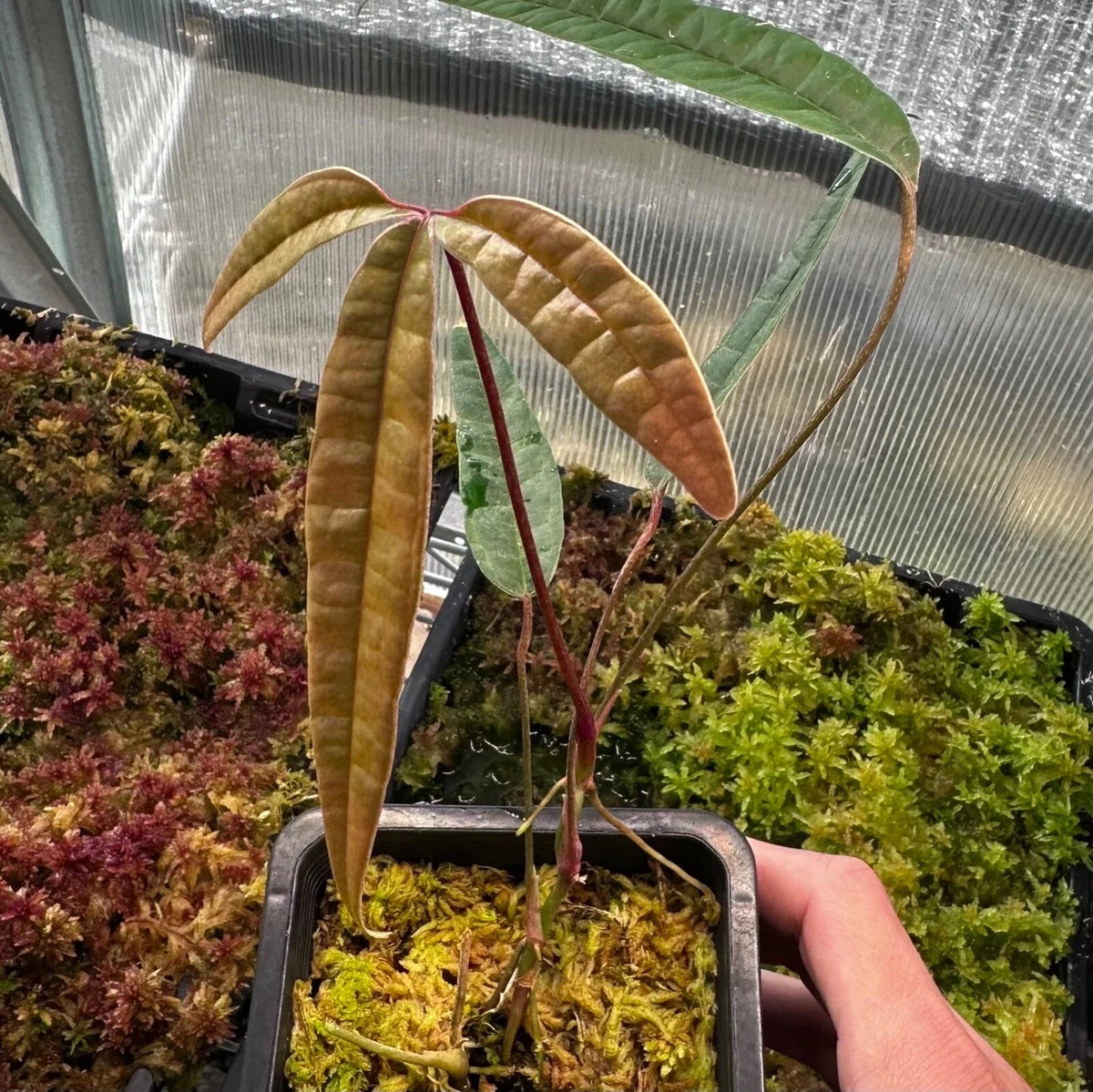 Anthurium Cutucuense Rooted Stem Cutting - Tropical Aroid Plant - Ecuador Variety - Exotic Foliage Houseplant