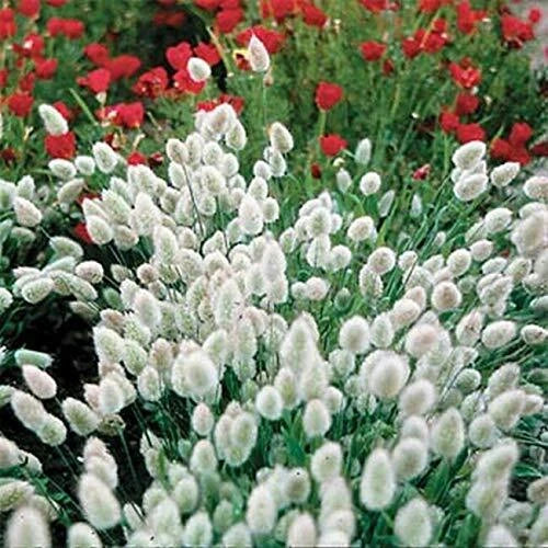 Bunny Tails Seeds - 25 Seeds - Lagurus ovatus - Fluffy Flower Heads for Easy Home Gardens - Attracts Pollinators
