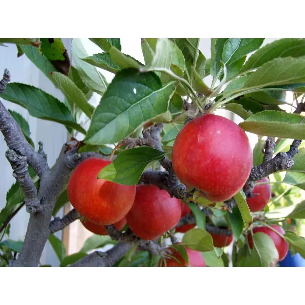 Dwarf Fuji Apple Tree Bare Root - Malus domestica - Compact Fruit Tree for Home Garden - Easy to Grow, Sweet Apples