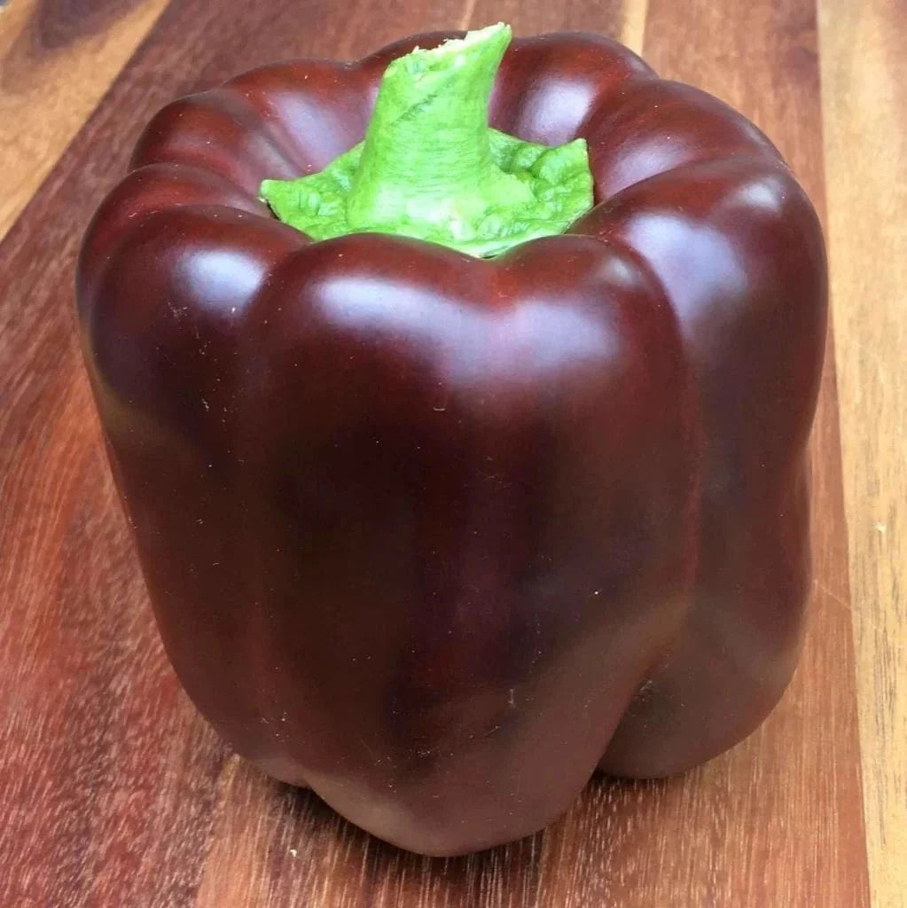 Chocolate Bell Pepper Seeds - 50+ Heirloom Organic Non-GMO - Sweet Variety - Capsicum annuum for Home Gardening